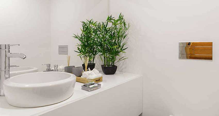 محبوب ترین مدل گیاه مخصوص دستشویی در اصول فنگ شویی