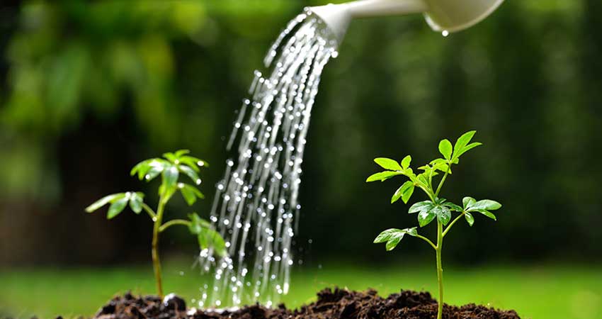 آیا آب شور برای رشد گیاه مناسب است؟