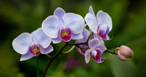 معرفی گل ارکیده (orchid) و نحوه نگهداری از آن - راهنمای جامع