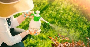 از بین بردن شته با مایع ظرفشویی